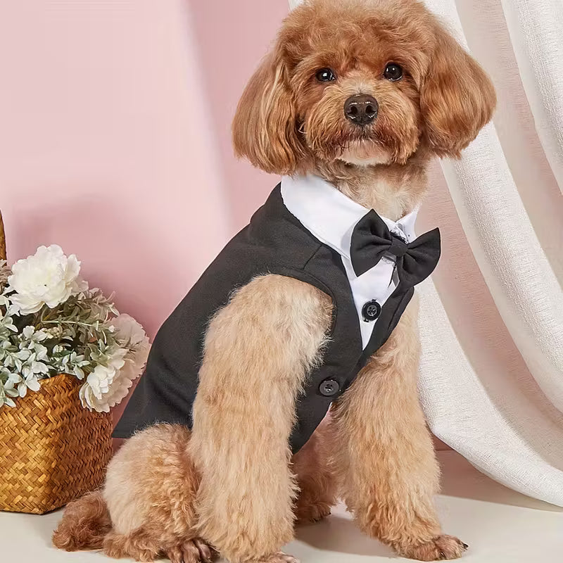 Dogs Clothing and Fashion